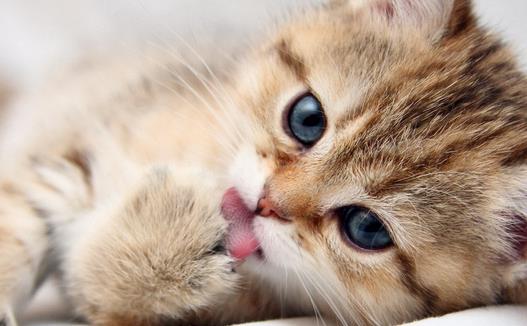 動(dòng)物疫病診斷儀：貓弓形蟲(chóng)是什么？